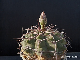 Нажмите на изображение для увеличения.

Название:	Gymnocalycium 001.jpg
Просмотров:	882
Размер:	143.6 Кб
ID:	499598