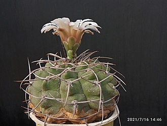 Нажмите на изображение для увеличения.

Название:	Gymnocalycium 002.jpg
Просмотров:	888
Размер:	148.7 Кб
ID:	499599