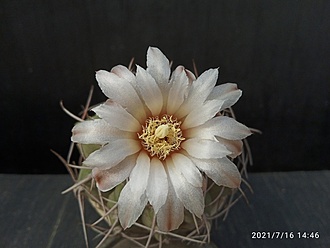 Нажмите на изображение для увеличения.

Название:	Gymnocalycium 003.jpg
Просмотров:	884
Размер:	122.9 Кб
ID:	499600