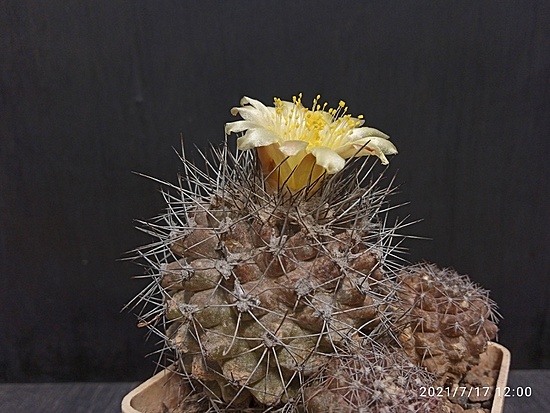 Нажмите на изображение для увеличения.

Название:	Copiapoa humilis 005.jpg
Просмотров:	1477
Размер:	178.4 Кб
ID:	499751