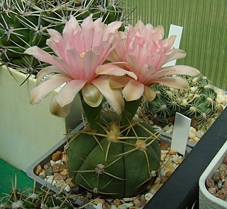 Нажмите на изображение для увеличения.

Название:	Gymnocalycium horstii HU79.jpg
Просмотров:	471
Размер:	122.6 Кб
ID:	499952