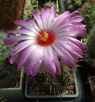 Нажмите на изображение для увеличения.

Название:	Thelocactus bicolor v. schottii4.jpg
Просмотров:	487
Размер:	172.5 Кб
ID:	499954
