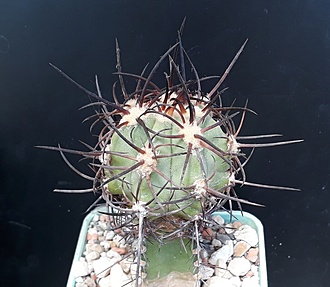 Нажмите на изображение для увеличения.

Название:	Copiapoa solaris2.jpg
Просмотров:	454
Размер:	195.0 Кб
ID:	499975