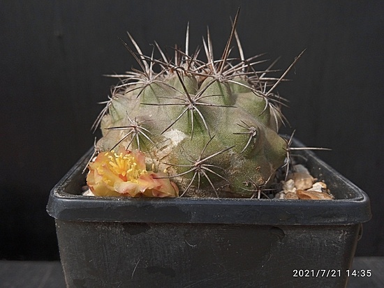 Нажмите на изображение для увеличения.

Название:	Copiapoa taltalensis 004.jpg
Просмотров:	369
Размер:	149.4 Кб
ID:	500136