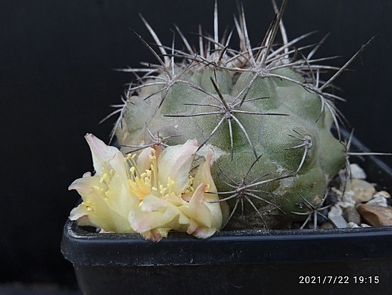 Нажмите на изображение для увеличения.

Название:	Copiapoa taltalensis 004.jpg
Просмотров:	467
Размер:	146.8 Кб
ID:	500248