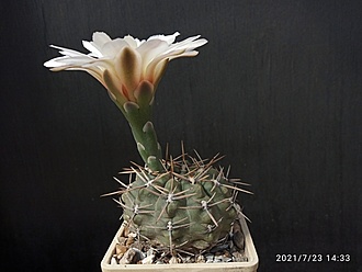 Нажмите на изображение для увеличения.

Название:	Gymnocalycium borthii B 301 002.jpg
Просмотров:	414
Размер:	126.1 Кб
ID:	500314