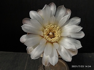 Нажмите на изображение для увеличения.

Название:	Gymnocalycium borthii B 301 003.jpg
Просмотров:	406
Размер:	137.2 Кб
ID:	500315