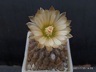 Нажмите на изображение для увеличения.

Название:	Neochilenia glabrescens 007.jpg
Просмотров:	322
Размер:	112.1 Кб
ID:	500440