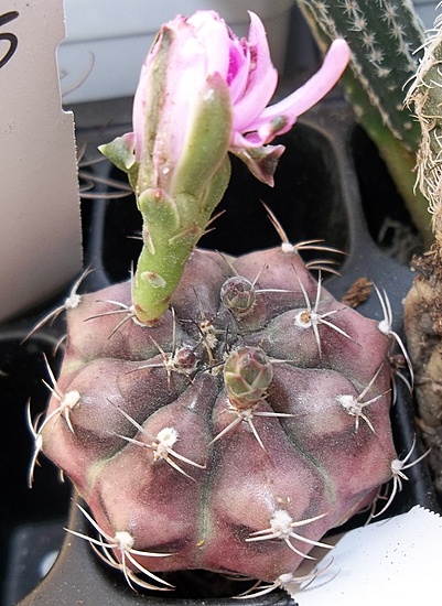 Нажмите на изображение для увеличения.

Название:	Gymnocalycium damsii var. rutundulum 43288_65mm.JPG
Просмотров:	484
Размер:	196.9 Кб
ID:	500683