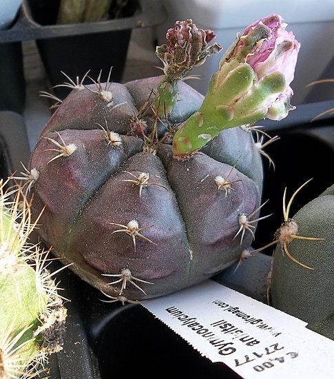 Нажмите на изображение для увеличения.

Название:	Gymnocalycium anisitsii ( damsii v. evae) 27177_65mm.JPG
Просмотров:	446
Размер:	257.3 Кб
ID:	500684