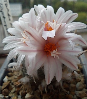 Нажмите на изображение для увеличения.

Название:	MG#1290- Turbinicarpus lophophoroides.jpg
Просмотров:	440
Размер:	127.8 Кб
ID:	500936