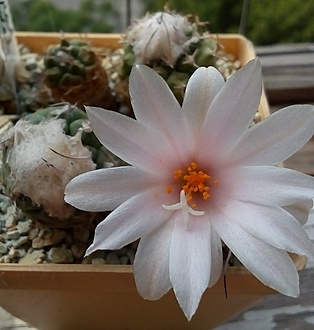 Нажмите на изображение для увеличения.

Название:	Köhres#1801 Turbinicarpus lophophorioides - v San Bartolome (Jaromir Chvastek, Turbinicarpus lophophoroides CH 647, San Bartolo e, San Luis Potosi, Mexica (v. minimus)).jpg
Просмотров:	434
Размер:	160.1 Кб
ID:	500937