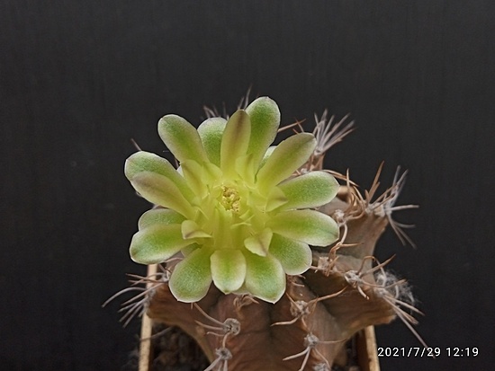 Нажмите на изображение для увеличения.  Название:	Gymnocalycium chlorosticum 008.jpg Просмотров:	0 Размер:	106.6 Кб ID:	500948