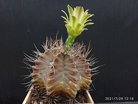 Нажмите на изображение для увеличения.  Название:	Gymnocalycium chlorosticum 007.jpg Просмотров:	0 Размер:	162.3 Кб ID:	500949