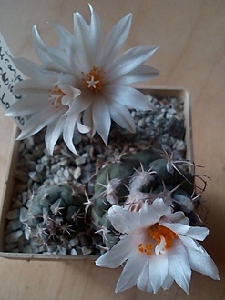 Нажмите на изображение для увеличения.

Название:	Köhres#9227 Turbinicarpus lophophorioides - v Villa Juarez.jpg
Просмотров:	387
Размер:	123.8 Кб
ID:	501039