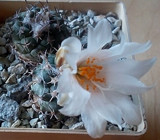 Нажмите на изображение для увеличения.

Название:	Köhres#4556 Turbinicarpus lophophorioides - v Rio Verde - 1.jpg
Просмотров:	374
Размер:	208.1 Кб
ID:	501040