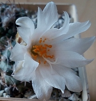 Нажмите на изображение для увеличения.

Название:	Köhres#4556 Turbinicarpus lophophorioides - v Rio Verde-2.jpg
Просмотров:	371
Размер:	170.4 Кб
ID:	501041