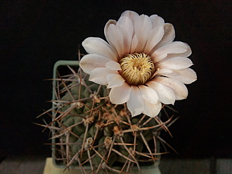 Нажмите на изображение для увеличения.

Название:	Gymnocalycium ochoterenai v.variispinum 003.jpg
Просмотров:	357
Размер:	144.7 Кб
ID:	501053