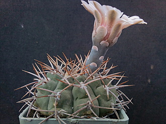 Нажмите на изображение для увеличения.

Название:	Gymnocalycium ochoterenai v.variispinum 002.jpg
Просмотров:	316
Размер:	198.3 Кб
ID:	501054