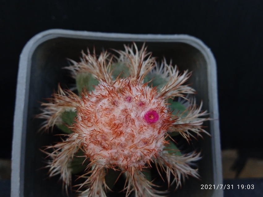 Нажмите на изображение для увеличения.

Название:	Melocactus matanzanus.jpg
Просмотров:	251
Размер:	133.7 Кб
ID:	501174