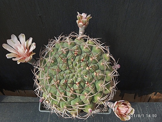 Нажмите на изображение для увеличения.

Название:	Gymnocalycium schickendantzii v.delaetii 007.jpg
Просмотров:	972
Размер:	201.1 Кб
ID:	501214