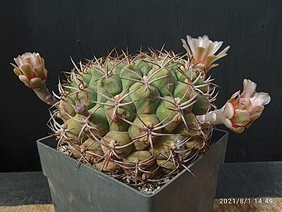 Нажмите на изображение для увеличения.

Название:	Gymnocalycium schickendantzii v.delaetii 006.jpg
Просмотров:	933
Размер:	181.9 Кб
ID:	501215