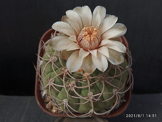 Нажмите на изображение для увеличения.

Название:	Gymnocalycium hossei 003.jpg
Просмотров:	950
Размер:	135.8 Кб
ID:	501216