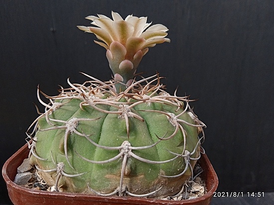 Нажмите на изображение для увеличения.

Название:	Gymnocalycium hossei 002.jpg
Просмотров:	969
Размер:	162.9 Кб
ID:	501217
