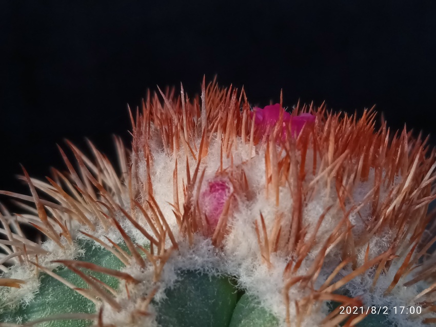 Нажмите на изображение для увеличения.

Название:	Melocactus matanzanus 4.001.jpg
Просмотров:	528
Размер:	157.3 Кб
ID:	501279