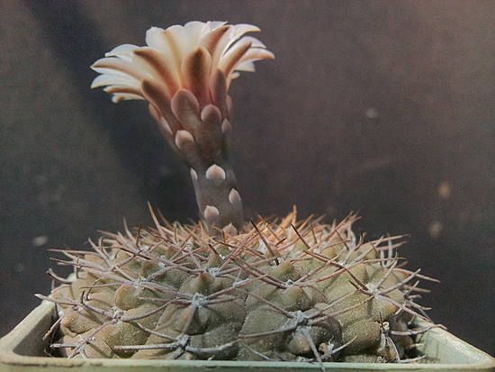 Нажмите на изображение для увеличения.

Название:	Gymnocalycium brevistylum FR 1133 003.jpg
Просмотров:	824
Размер:	195.1 Кб
ID:	501357
