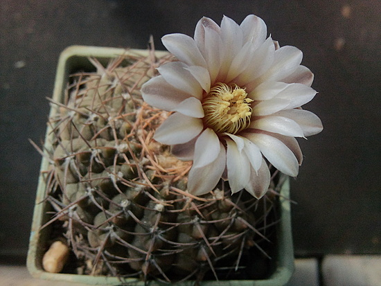 Нажмите на изображение для увеличения.

Название:	Gymnocalycium brevistylum FR 1133 004.jpg
Просмотров:	783
Размер:	177.1 Кб
ID:	501358