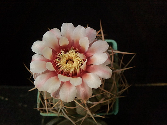 Нажмите на изображение для увеличения.

Название:	Gymnocalycium intertextum 4.003.jpg
Просмотров:	762
Размер:	127.8 Кб
ID:	501359