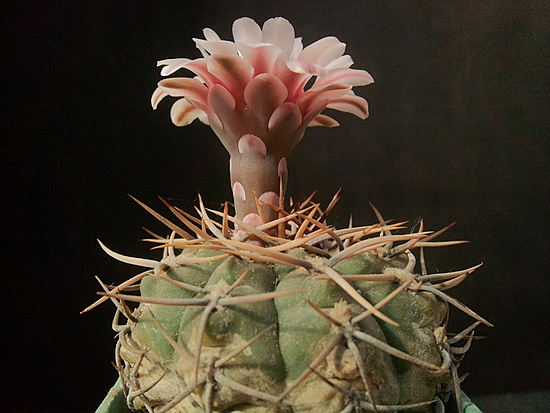 Нажмите на изображение для увеличения.

Название:	Gymnocalycium intertextum 4.002.jpg
Просмотров:	777
Размер:	172.8 Кб
ID:	501360