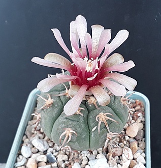 Нажмите на изображение для увеличения.

Название:	Gymnocalycium spegazzinii unguispinum SL 44 b -.jpg
Просмотров:	540
Размер:	216.9 Кб
ID:	501405