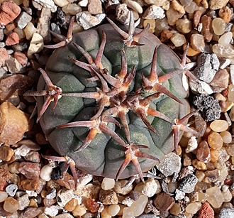 Нажмите на изображение для увеличения.

Название:	Gymnocalycium spegazzinii unguispinum SL 44 b.jpg
Просмотров:	491
Размер:	341.6 Кб
ID:	501406