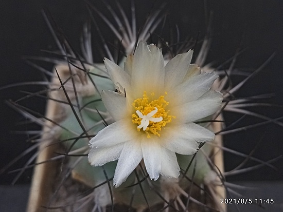 Нажмите на изображение для увеличения.

Название:	Gymnocactus gielsdorfianus 3.005.jpg
Просмотров:	670
Размер:	109.4 Кб
ID:	501443