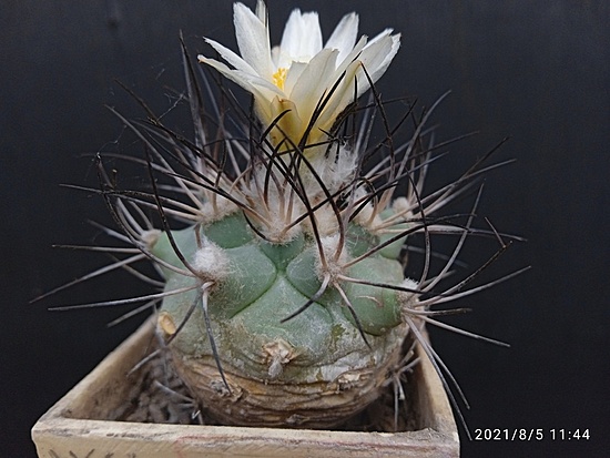 Нажмите на изображение для увеличения.

Название:	Gymnocactus gielsdorfianus 3.004.jpg
Просмотров:	677
Размер:	156.3 Кб
ID:	501444