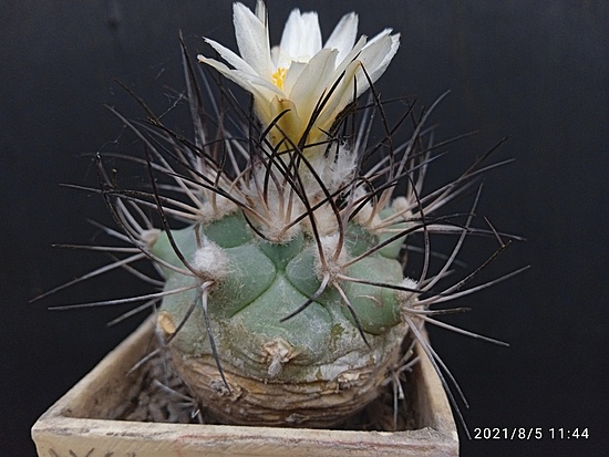 Нажмите на изображение для увеличения.

Название:	Gymnocactus gielsdorfianus 3.004.jpg
Просмотров:	644
Размер:	156.3 Кб
ID:	501444