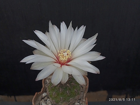 Нажмите на изображение для увеличения.

Название:	Gymnocalycium mesopotamicum 6.005.jpg
Просмотров:	636
Размер:	113.9 Кб
ID:	501452