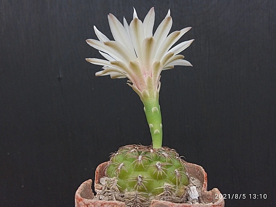 Нажмите на изображение для увеличения.

Название:	Gymnocalycium mesopotamicum 6.004.jpg
Просмотров:	647
Размер:	119.8 Кб
ID:	501453