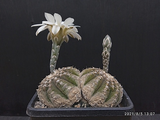 Нажмите на изображение для увеличения.

Название:	Gymnocalycium ragonesei 1.006.jpg
Просмотров:	639
Размер:	140.4 Кб
ID:	501454