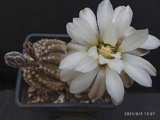 Нажмите на изображение для увеличения.

Название:	Gymnocalycium ragonesei 1.007.jpg
Просмотров:	667
Размер:	116.2 Кб
ID:	501455