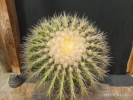 Нажмите на изображение для увеличения.

Название:	Ehinocactus grusonii 003.jpg
Просмотров:	1134
Размер:	254.8 Кб
ID:	501462