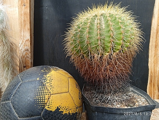 Нажмите на изображение для увеличения.

Название:	Ehinocactus grusonii 002.jpg
Просмотров:	1131
Размер:	290.7 Кб
ID:	501461