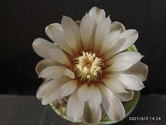 Нажмите на изображение для увеличения.

Название:	Gymnocalycium triacanthum 005.jpg
Просмотров:	637
Размер:	121.2 Кб
ID:	501484