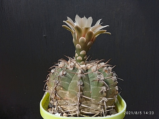 Нажмите на изображение для увеличения.

Название:	Gymnocalycium triacanthum 004.jpg
Просмотров:	652
Размер:	142.2 Кб
ID:	501485
