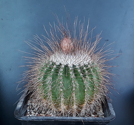 Нажмите на изображение для увеличения.

Название:	Notocactus  (Parodia) nigrispinus.jpg
Просмотров:	442
Размер:	285.7 Кб
ID:	501487