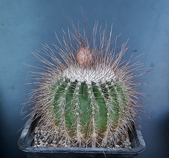 Нажмите на изображение для увеличения.

Название:	Eriocephala (Eriocactus) grossei v. nigrispinum Notocactus  (Parodia) nigrispinus.jpg
Просмотров:	474
Размер:	285.7 Кб
ID:	506248