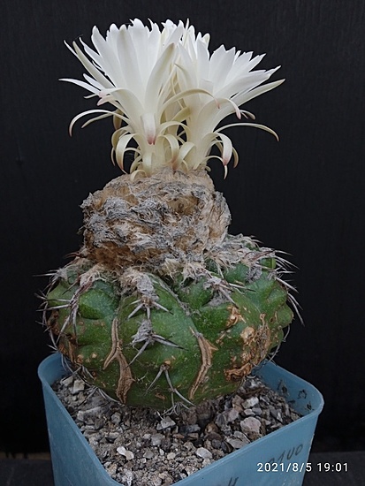 Нажмите на изображение для увеличения.

Название:	Discocactus subviridigreseus HU 438 1.jpg
Просмотров:	655
Размер:	161.7 Кб
ID:	501536