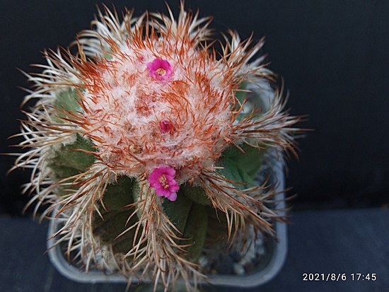 Нажмите на изображение для увеличения.

Название:	Melocactus matanzanus 4.003.jpg
Просмотров:	440
Размер:	166.8 Кб
ID:	501635